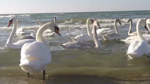 Swans in waves Stock Footage 123708636