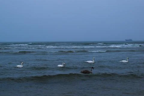 Swans on the Waves Stock Photos