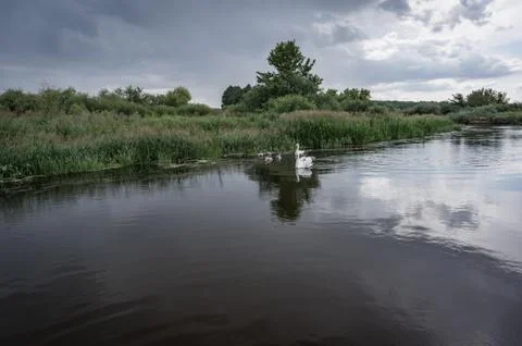 Swans in the wild floating on the river, Foto stock
