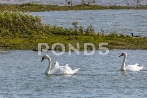 Swans in the wild inside a nature reserve Stock Photos