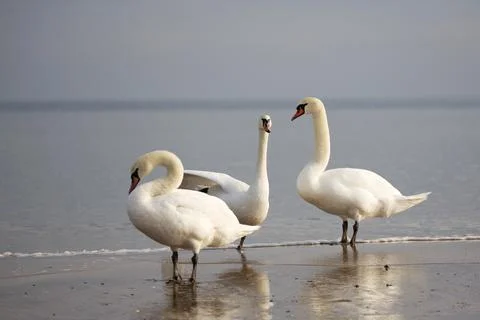 .Swans in the wild Foto stock