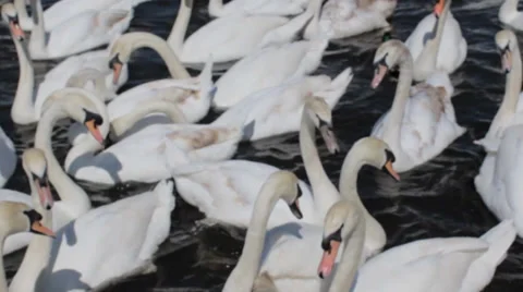 Swans in the windsor river Stock Footage 33629790