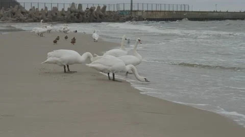 Swans in winter on the baltic sea Stock Footage 147329527