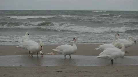 Swans in winter on the baltic sea Stock Footage 147330610
