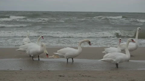 Swans in winter on the baltic sea Stock Footage 147330804