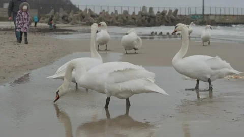 Swans in winter on the baltic sea Vídeos de archivo 147331277