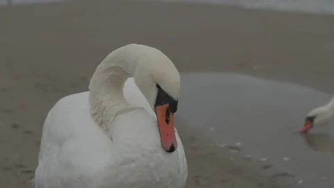 Swans in winter on the baltic sea Stock Footage 147331580