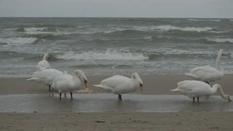 Swans in winter on the baltic sea Stock Footage 147333284