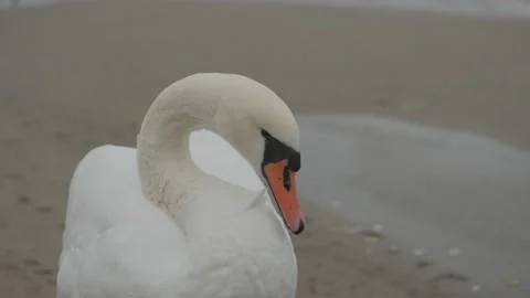 Swans in winter on the baltic sea Stock Footage 147333796