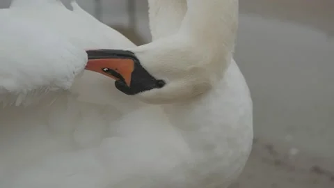 Swans in winter on the baltic sea Stock Footage 147334417