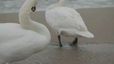 Swans in winter on the baltic sea Stock Footage 147334609