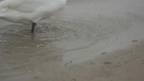 Swans in winter on the baltic sea Stock Footage 147334749