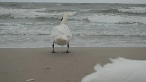 Swans in winter on the baltic sea Stock Footage 147335222