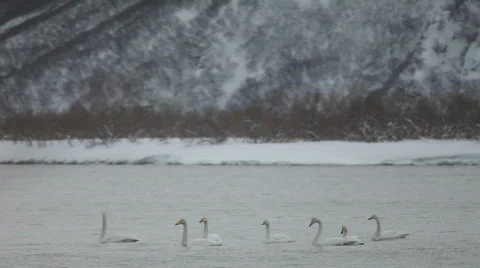 Swans, winter Video stock 877879