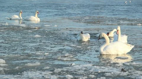 Swans in the winter Stock Footage 10744881
