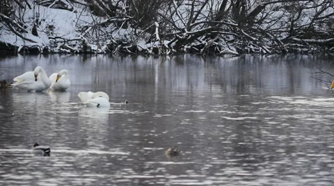 Swans in winter Stockbeeldmateriaal 61335157