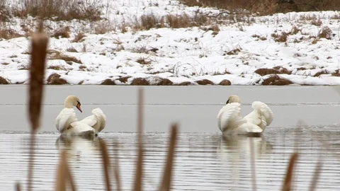 Swans in winter Stock Footage 126212121