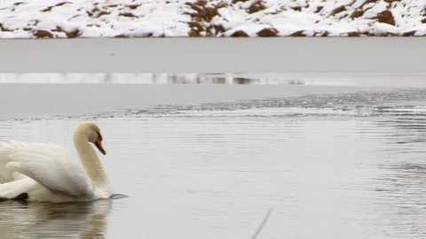Swans in winter Stock Footage 126212126