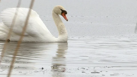 Swans in winter Stock Footage 126212167