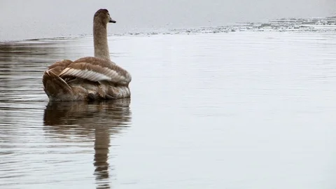 Swans in winter Stock Footage 126212280