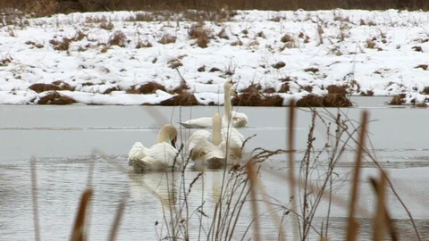 Swans in winter Stock Footage 126213915