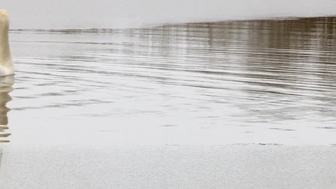 Swans in winter Stock Footage 126214330