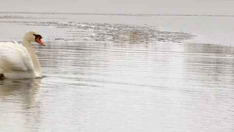 Swans in winter Stock Footage 126279607