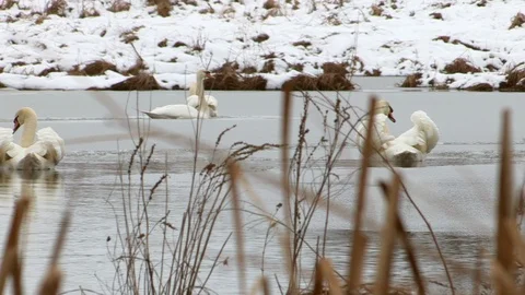 Swans in winter Stock Footage 126279986