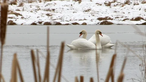 Swans in winter Stock Footage 126280496