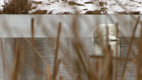 Swans in winter Stock Footage 126280814