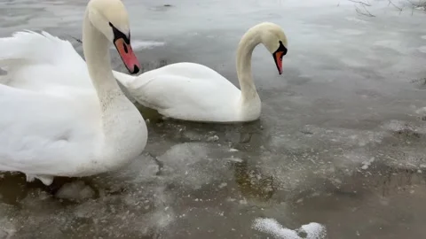 Swans in winter Video stock 229165732