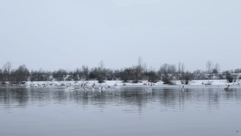 Swans at the winter lake Stock Footage 85691777