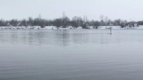Swans at the winter lake Stock Footage 85691793