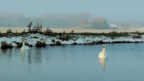  Swans in the winter near the windmill Stock Footage 85394620