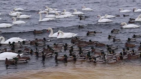 Swans on a winter river. White birds swim in cold water among ice Stock Footage 346766134