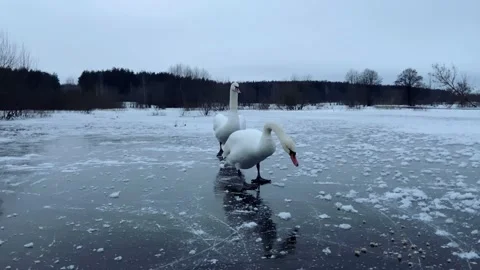 Swans on a winter walk. Video stock 234299270
