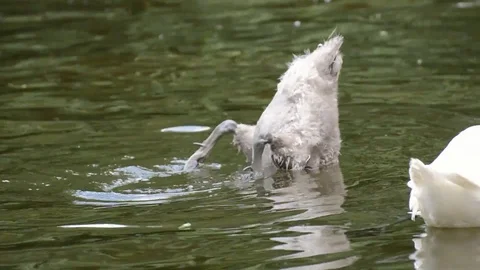 Swans young animals diving Stock Footage 93440665