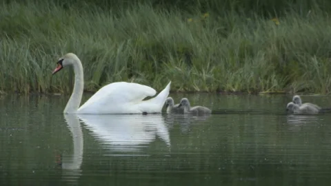 Swans with young Stockbeeldmateriaal 243228315