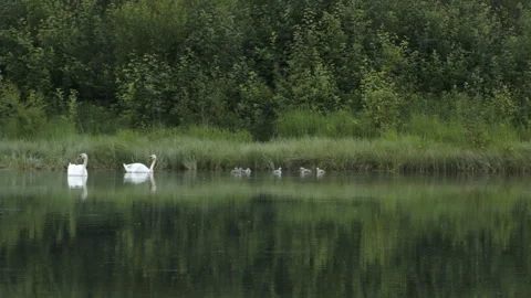 Swans with young wider shot Stockbeeldmateriaal 243228215