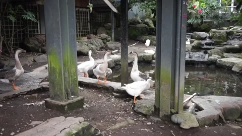 Swans in a zoo Stock Footage 330184792