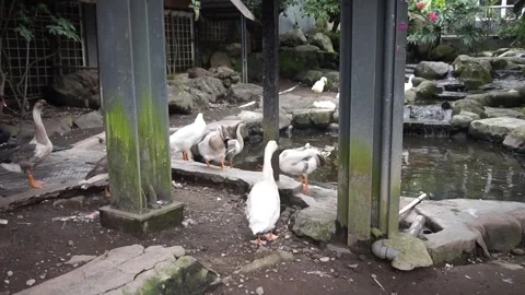 Swans in a zoo Video stock 330184796