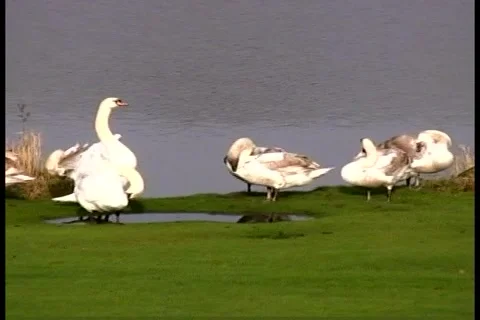 Swans1 库存影片 992002