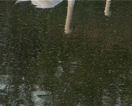 Swans2 Stock Footage 460013