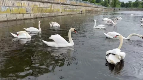 Swans4 Stock Footage 312006615