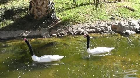SwansII 스톡 동영상 12700825