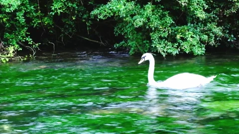 SwanSwimming Stock Footage 303851470