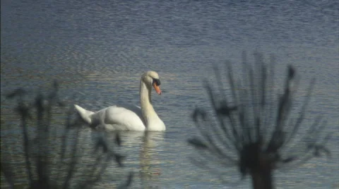 SwanThruFoliageCU.mov Stock Footage 435685