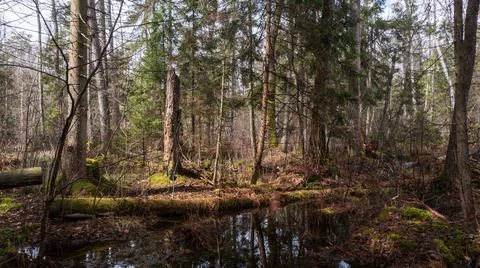Swapy forest stand with broken trees and standing water around, Bialowieza Fo 스톡 사진