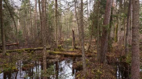 Swapy forest stand with broken trees and standing water around, Bialowieza Fo Stock Photos