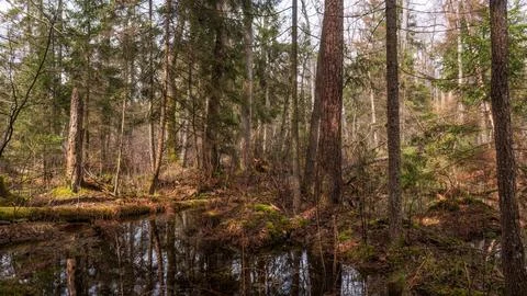 Swapy forest stand with broken trees and standing water around, Bialowieza Fo Stock Photos